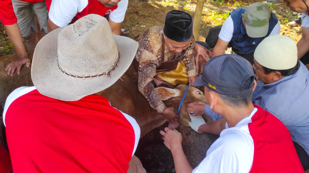 evento eid al-adha - foto stock - editorial sacrifice animal cow foto e immagini stock