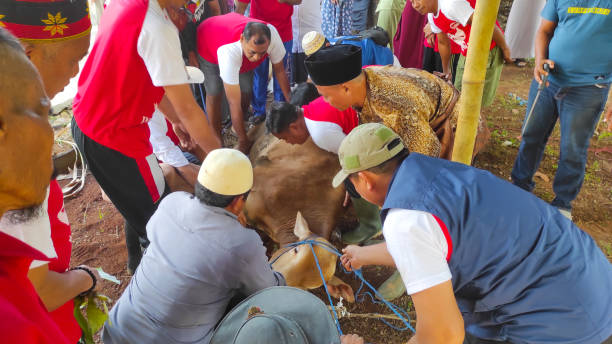 evento eid al-adha - foto de archivo - editorial sacrifice animal cow fotografías e imágenes de stock