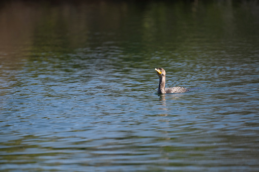 Photograph of a Cormorant at a local pond in Arizona.