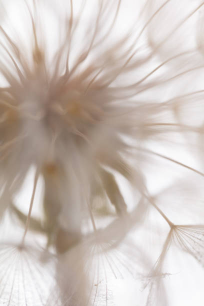 istock Abstract dandelion macro flower background. Seed macro closeup. Soft focus 1409144503