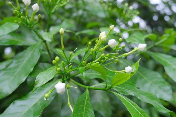 istock Gardenia flower that is wet with raindrops. 1409144555