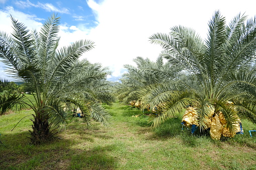View in the date palm plantation of happiness.