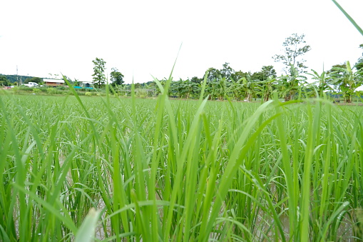 The atmosphere of the rice fields when rice plants are green.