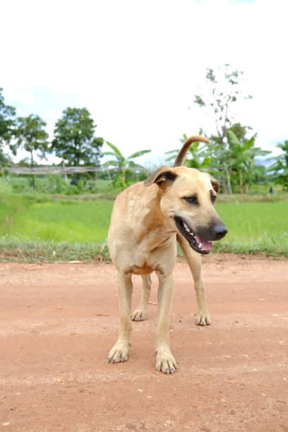istock The dog in the field made a funny face. 1409144621