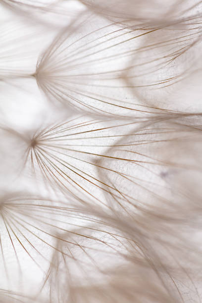 istock Abstract dandelion macro flower background. Seed macro closeup. Soft focus 1409144741