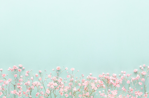 Gypsophila flowers on pastel background. Flat lay, top view, copy space.