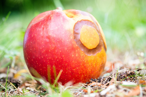 An apple fruit with brown curves caused by worms on the floor.