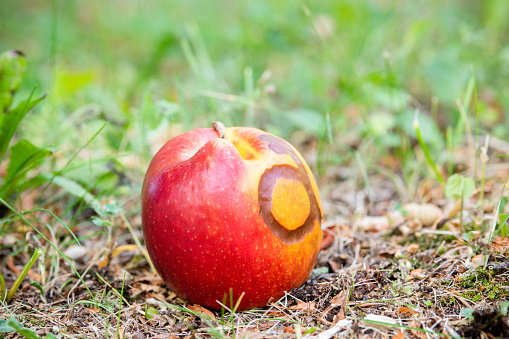 Close-up of red ripe apples on green grass in the garden. Fallen ripe apples in the summer orchard. Shallow depth of field