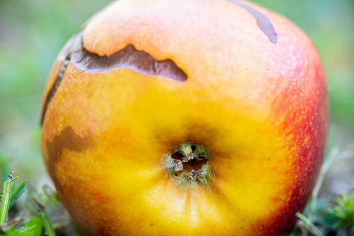 An apple fruit with brown curves caused by worms on the floor.