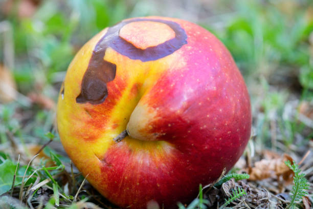 Autumn apple orchard.