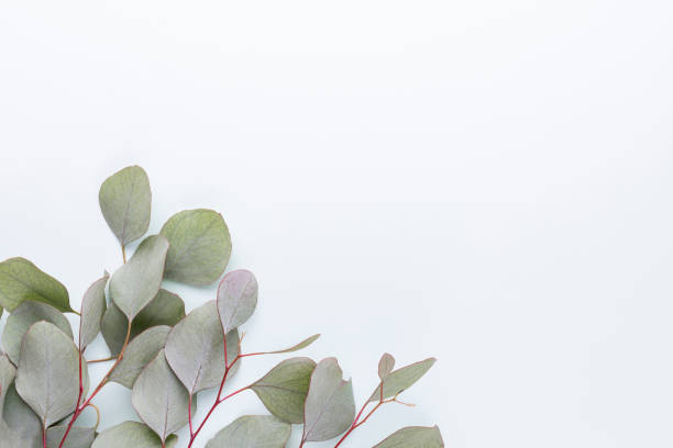 istock Eucalyptus composition. Pattern made of various colorful flowers on white background. Flat lay stiil life. 1409146195