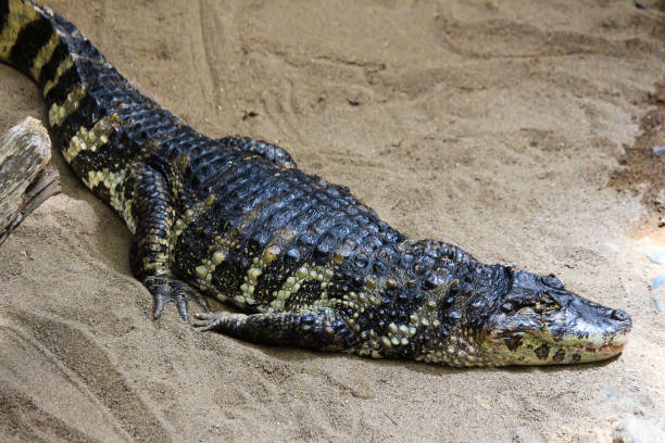 istock Alligator relaxing in Montreal Biodome 1409146215