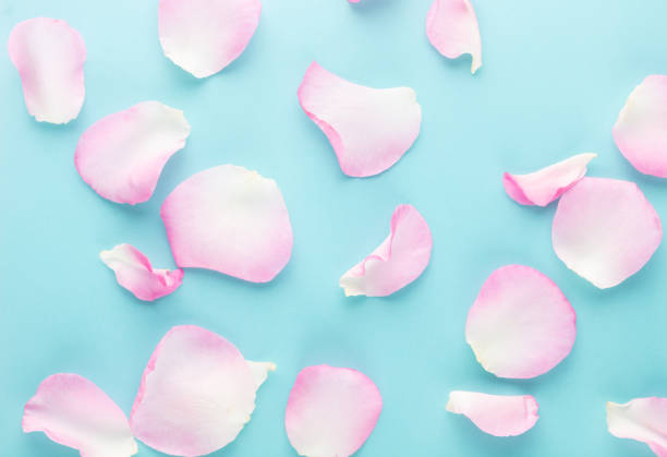 istock Rose flowers petals on pastel background. Valentines day background. Flat lay, top view, copy space. 1409146372