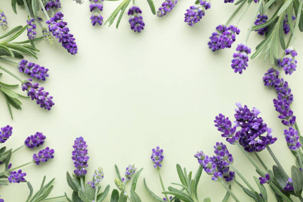 istock Flowers composition, frame made of lavender flowers on pastel background. 1409146423