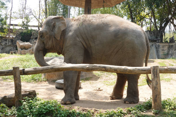 istock Close up an Elephant on the yard 1409146536