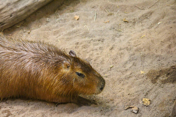 istock Lazy capybara in Montreal Biodome 1409147093