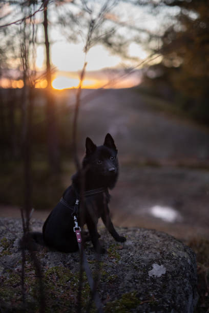 istock A small black dog at sunset 1409147427