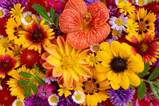 istock Close-up group of different beautiful and colorful flowers. 1409147521