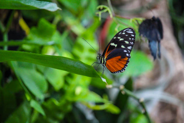 istock Beautiful butterflies in Montreal Insectarium 1409148730