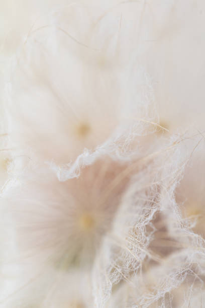 Abstract dandelion macro flower background. Seed macro closeup. Soft focus