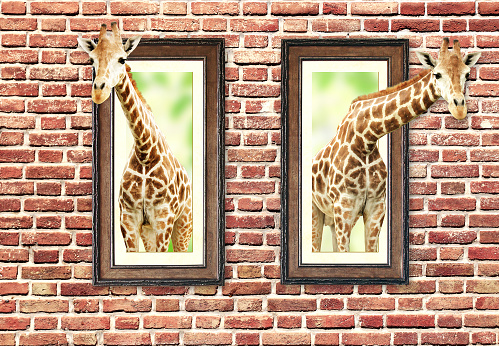 Two giraffes in wooden frames with 3d effect. Curious cute giraffes peeks from frames on brick wall
