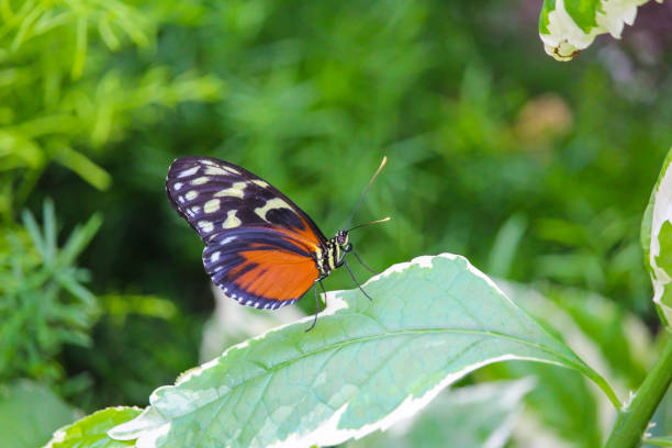 istock Beautiful butterflies in Montreal Insectarium 1409148945