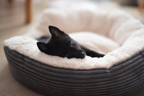 A Schipperke puppy, a small black dog, lying down in their own bed looking cute.