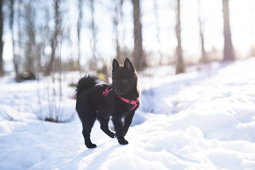A small black puppy, a schipperke, stading in a snowy landscape.