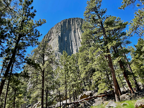 The namesake of Devils Tower National Monument rises prominently through the trees into a bright, clear blue sky on a hot summer day.
