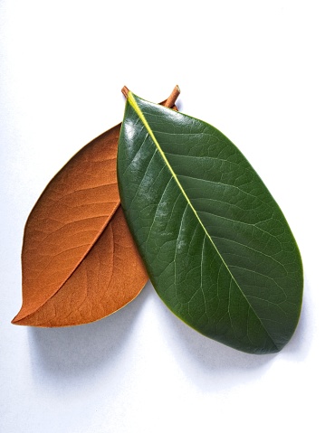The thick leaves of the southern magnolia tree are very different on either side. The dark green leathery photosynthesis side and the soft fur like brown underside. A close up graphic contrast image.