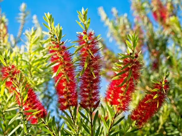 Red bottle brush tree blooms on a blue sky background. A spring or summer vibrant color display in warm climate yards is the bottle brush plant with vibrant red blooms.