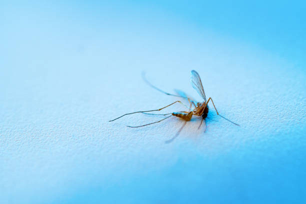 istock Dead mosquito lying on the table. Macro photography. 1409151992