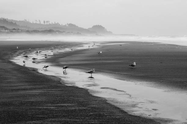 istock Seagulls on hanging out in pooled water on the Oregon Coastline 1409152011