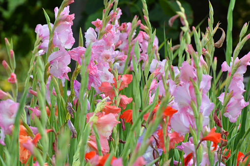 In the summer, gladiolus blooms on the flowerbed