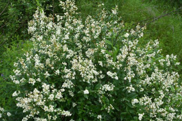 in primavera in natura, fiorisce il ligustro ordinario (ligustrum vulgare) - privet foto e immagini stock