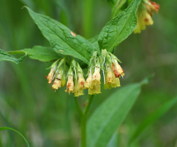 istock In the forest among the grasses blooms yellow comfrey small cupped (Symphytum microcalyx) 1409155348