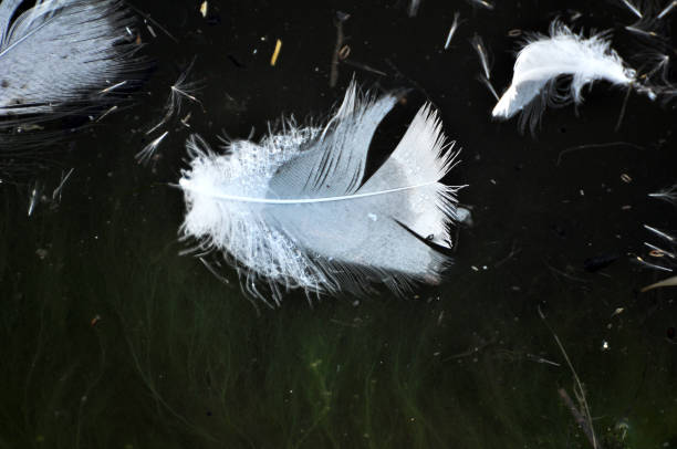 istock Waterfowl feathers on the water. 1409155393
