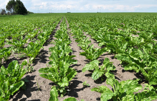 istock On the farm field grow sugar beets 1409155492