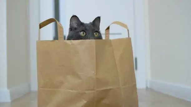 Photo of Yellow cat eyes peek out of a paper bag. Funny cat who hid in a bag from the supermarket. A gray cat sits in a bag and looks intently. The muzzle of a gray cat that looks out of the package