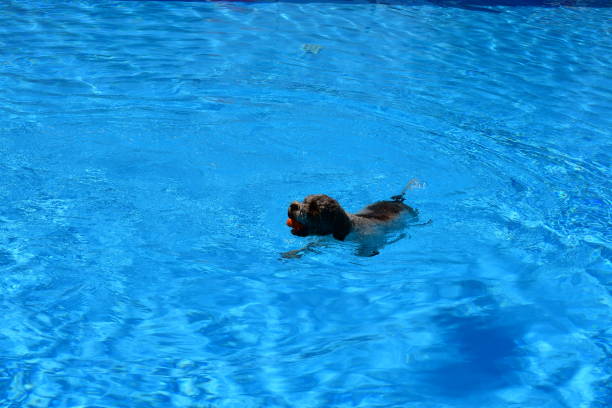 istock A Lagotto Romagnolo dog at a pool 1409157092