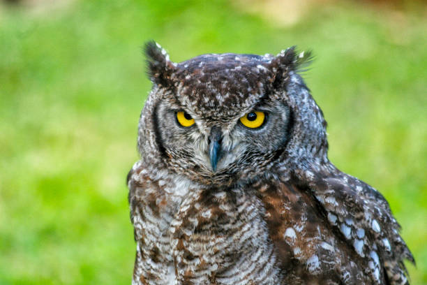 istock Yellow-eyed Owl in Africa 1409157151