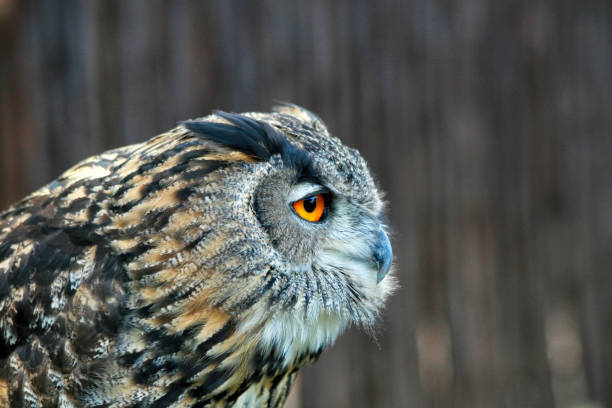 istock Yellow-eyed Owl in Africa 1409157155