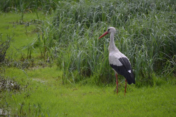 istock Stork in the swamp 1409157222