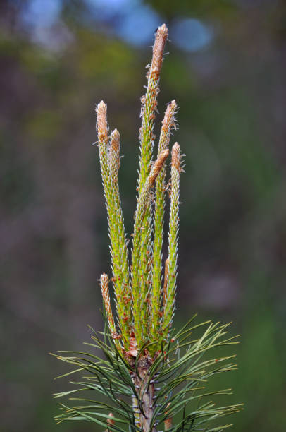 istock Branch of pine with kidneys 1409157340
