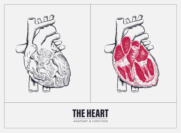 human heart anatomy Cardiac function,  Heart anatomy, infographic and diagram. Engraved illustration of human heart, wood cut. Vintage style clip art. Isolated on white background. Hand drawn vector illustration. Retro style ink sketch. human heart sketch stock illustrations
