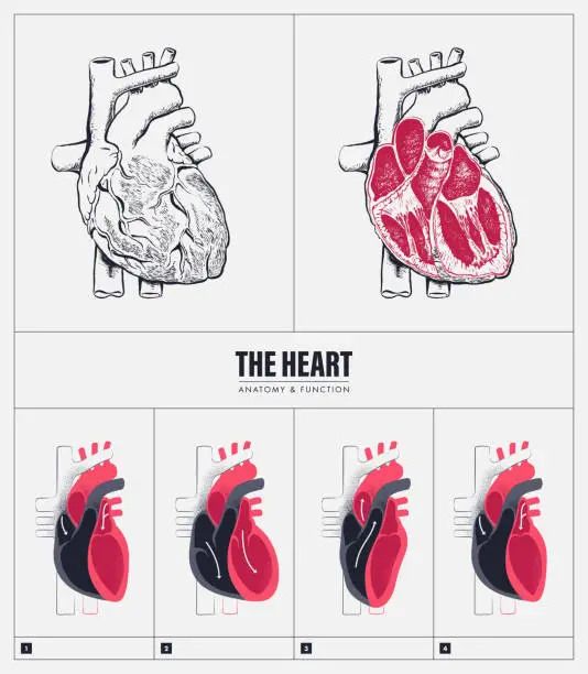 Vector illustration of heart_anatomy_function