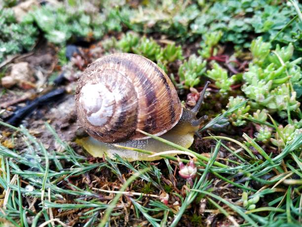 istock Snail on the plant 1409157426