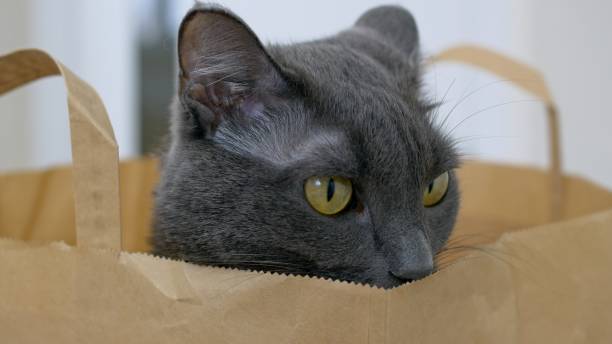 primo piano della testa di un gatto grigio che si siede in un sacchetto di carta dal supermercato. un gatto divertente si è arrampicato in un sacchetto di carta per nascondersi in esso e guarda questo mondo con i suoi grandi occhi gialli da gatto. - domestic cat bag shopping gift foto e immagini stock