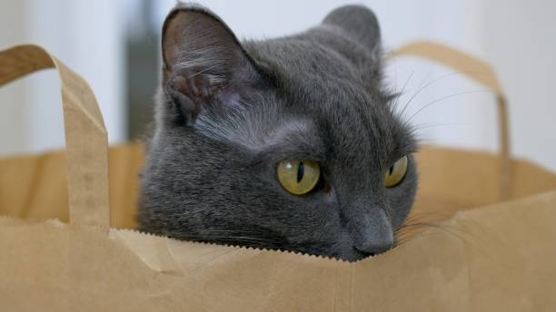 スーパーマーケットの紙袋に座っている灰色の猫の頭のクローズアップ。面白い猫が紙袋に登ってその中に隠れ、その大きな黄色い猫の目でこの世界を見ています。 - domestic cat bag shopping gift ストックフォトと画像