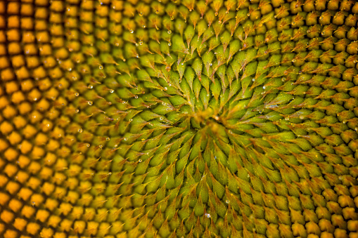Beautiful Sunflower in the process of unfolding its petals and blooming.